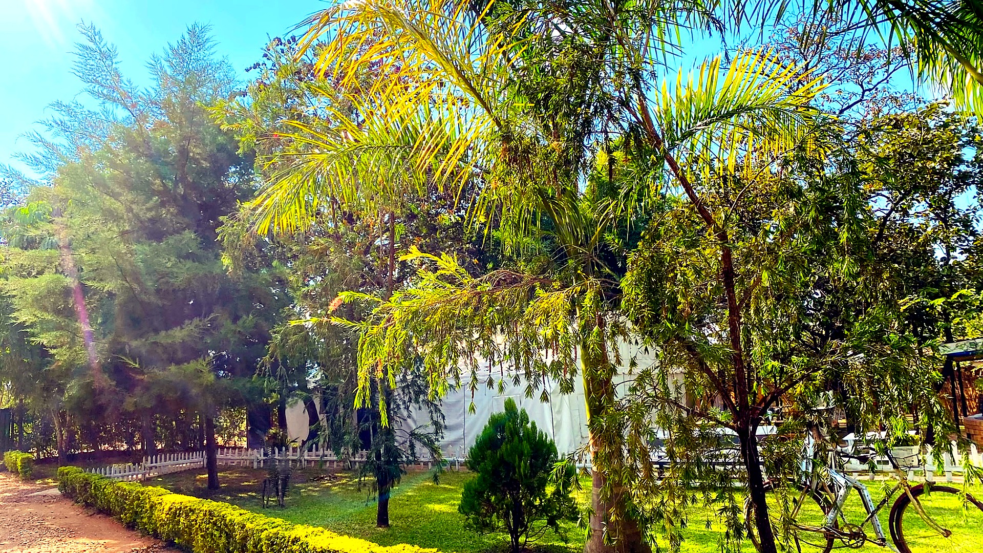 Marquee among the trees