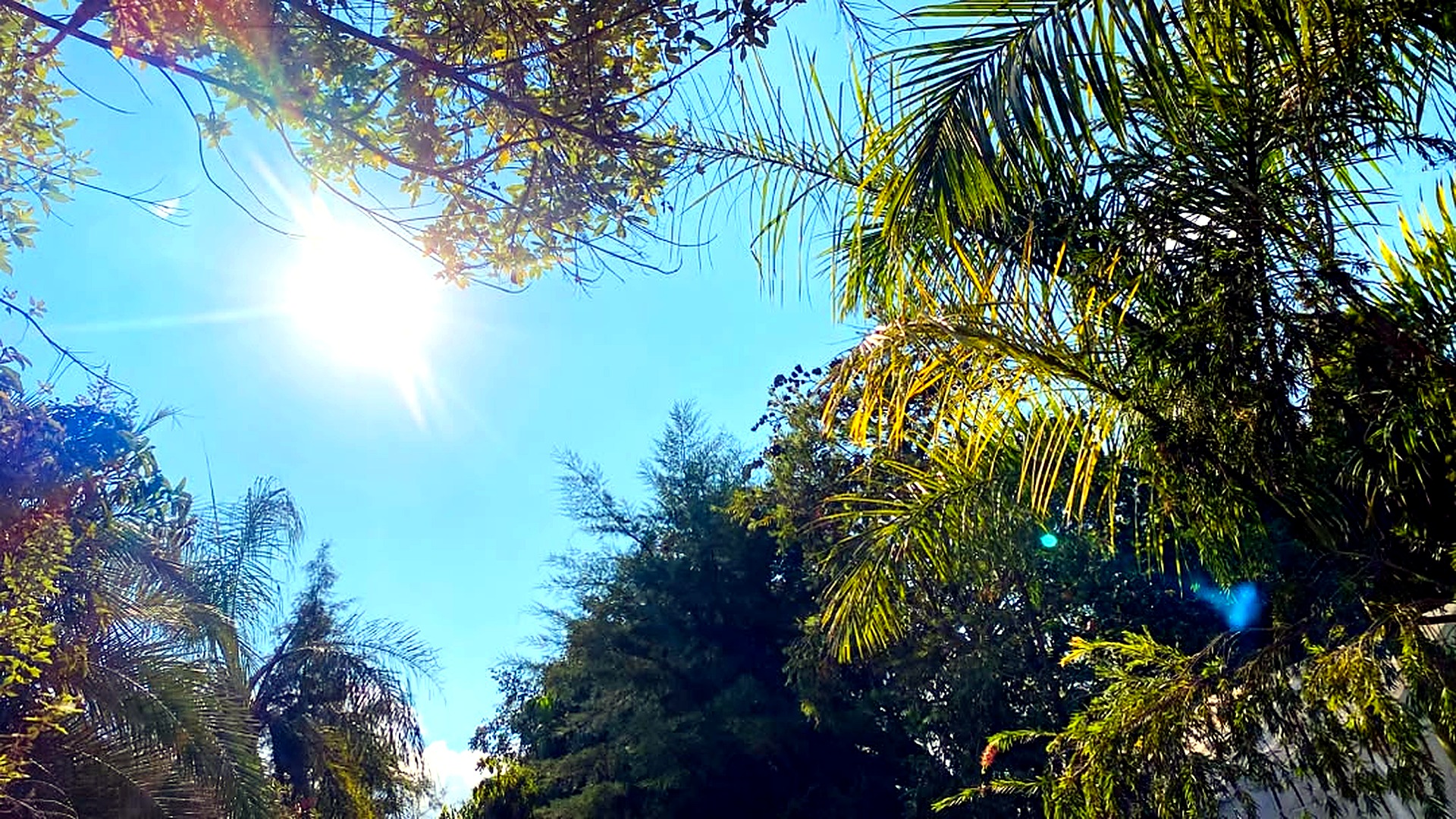 Palms against the sky
