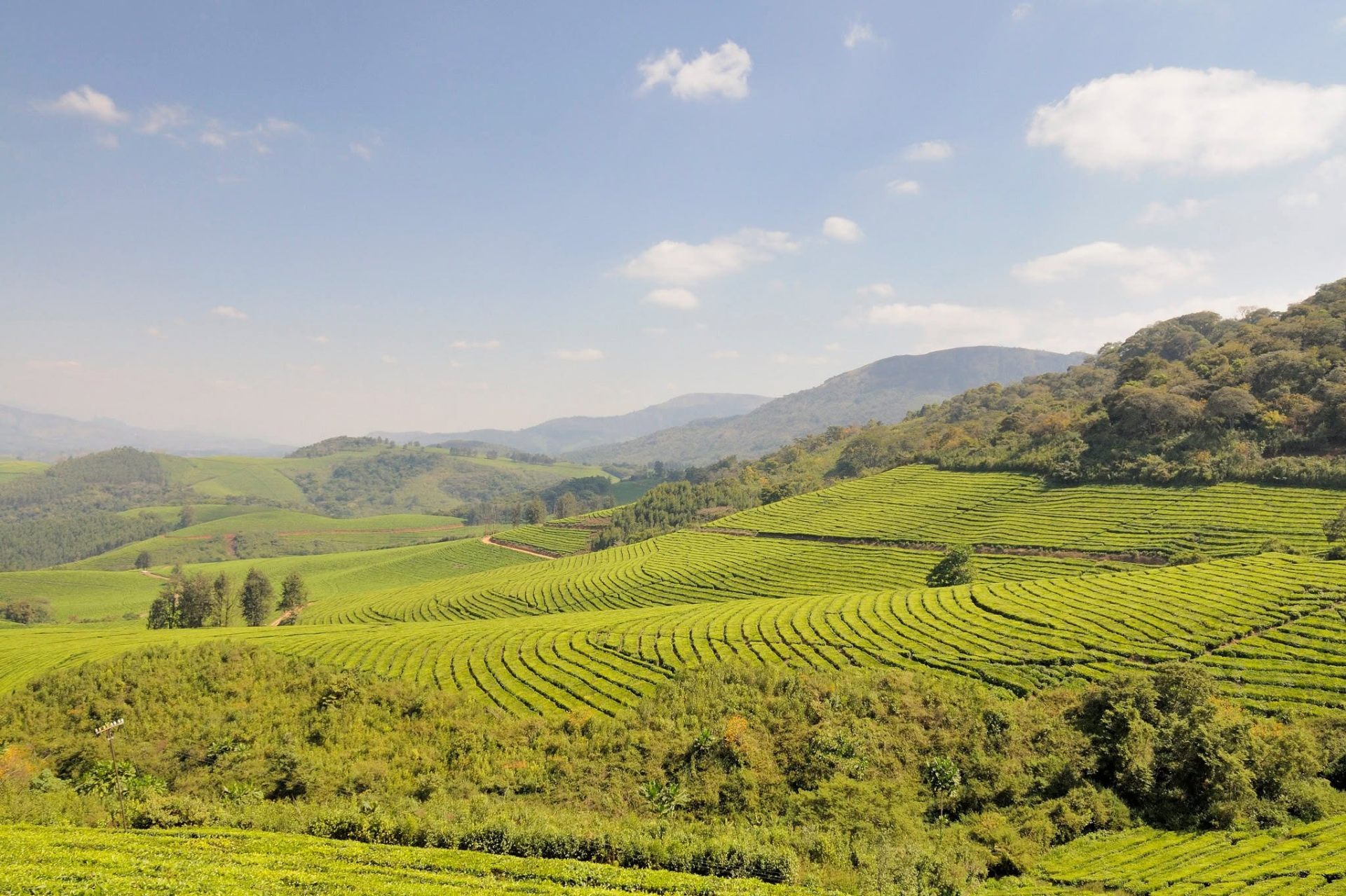 Tea Estate Views